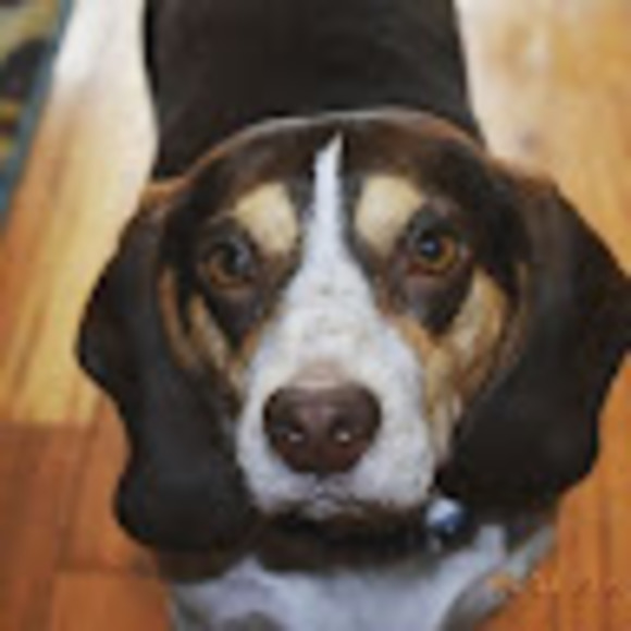 Meet your Posher, Amber - Picture 1 of 1